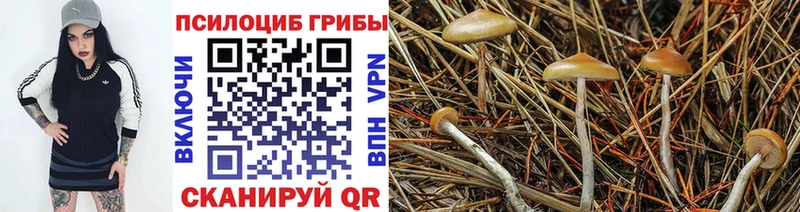 Галлюциногенные грибы Psilocybe кракен маркетплейс Шали